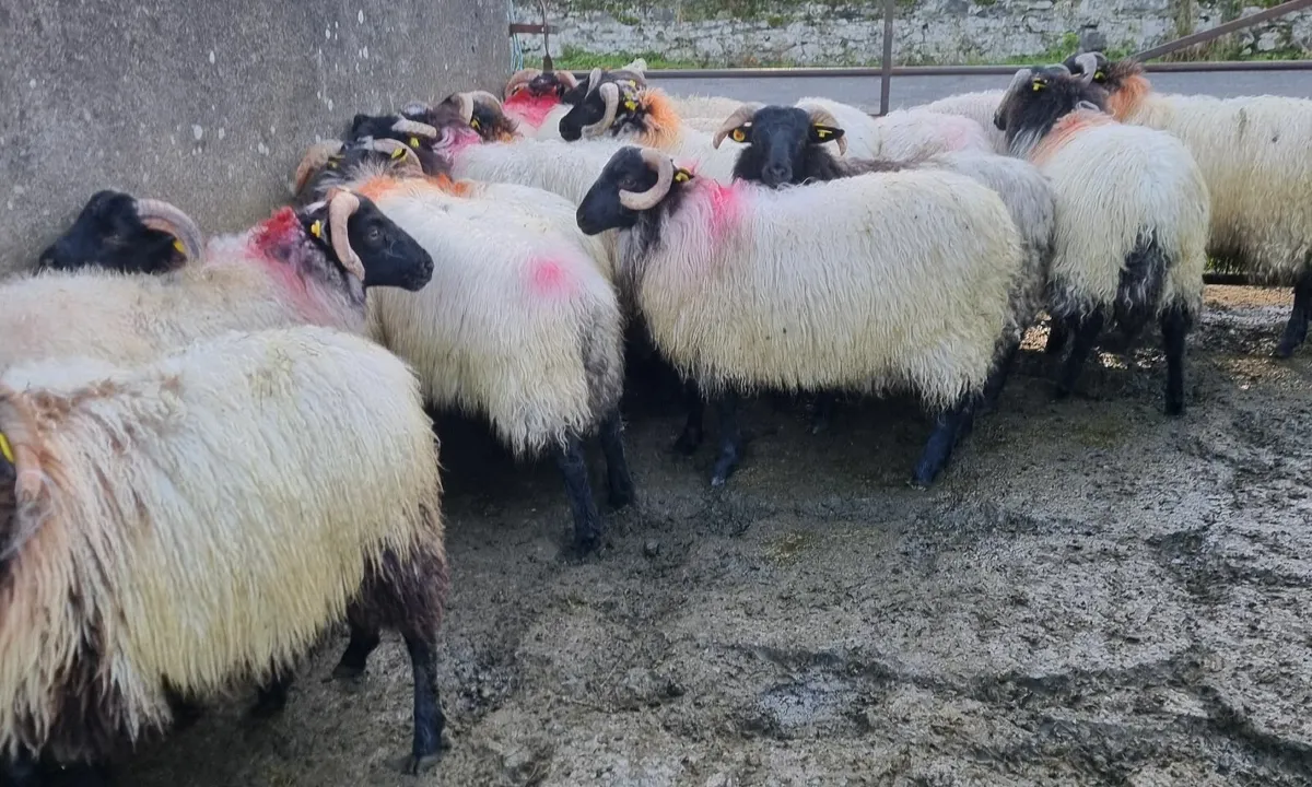 22 strong ram lambs - Image 1