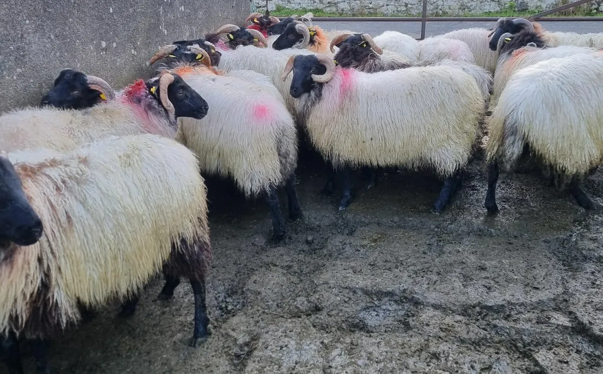 22 strong ram lambs - Image 2