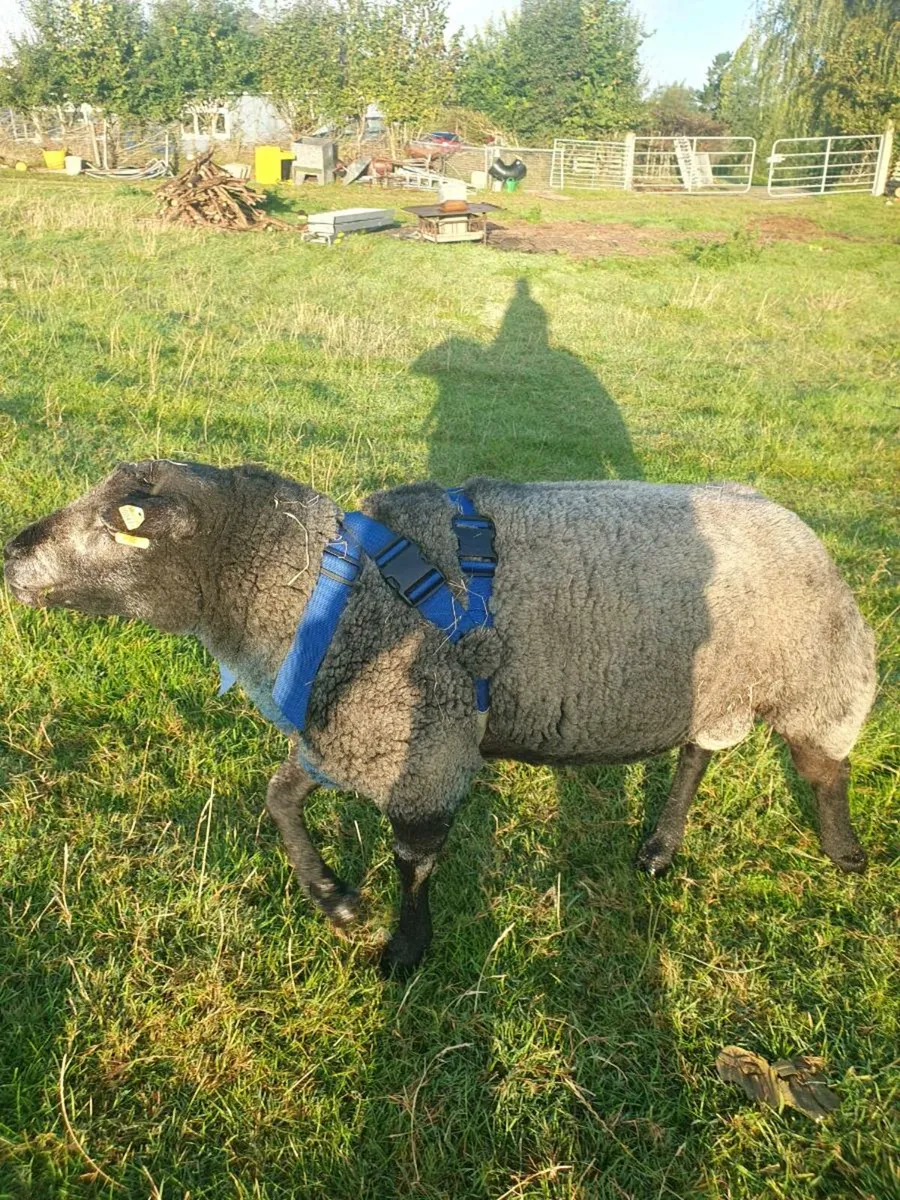 Blue Texel Ram - Image 2
