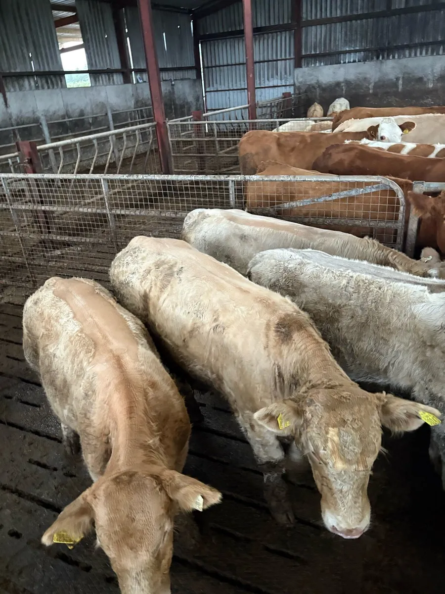 5 strong bull weanlings - Image 1