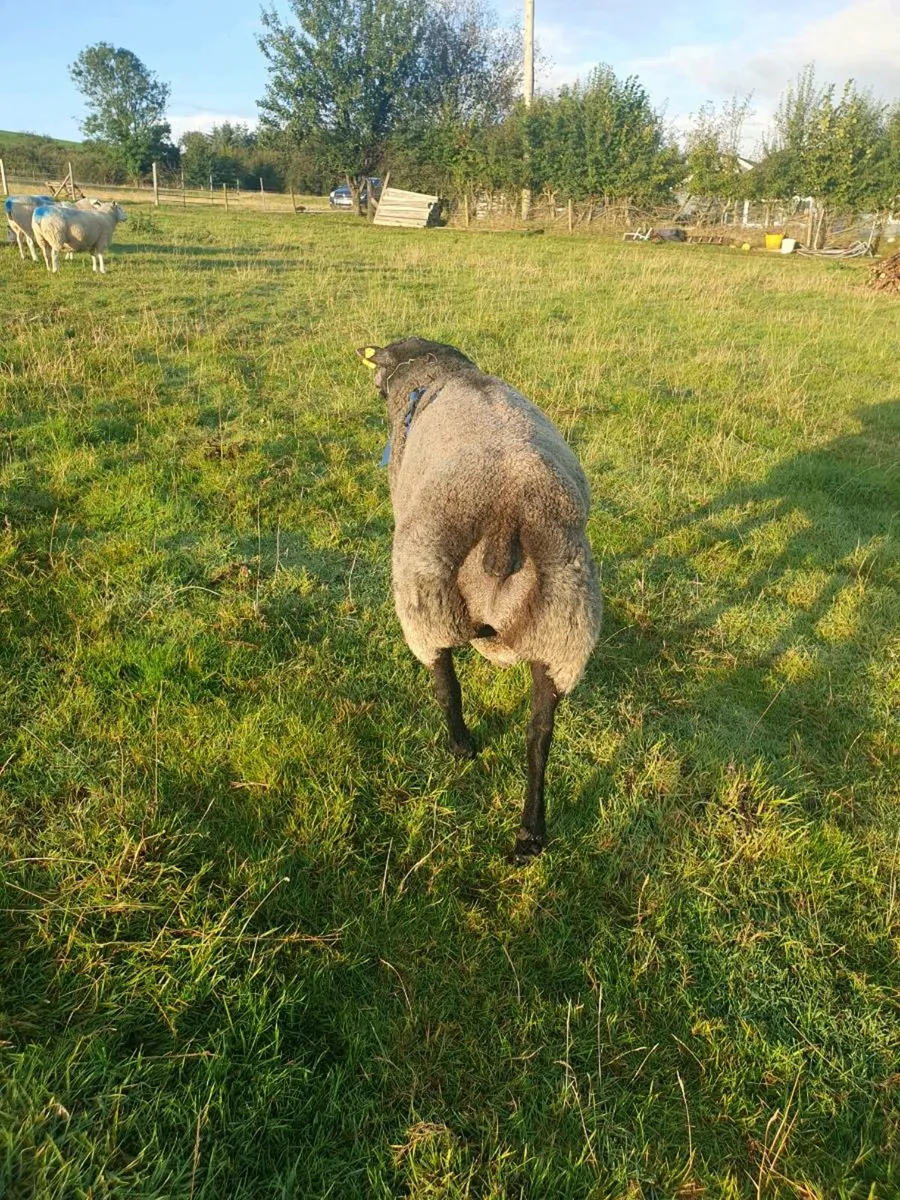 Blue Texel Ram - Image 4