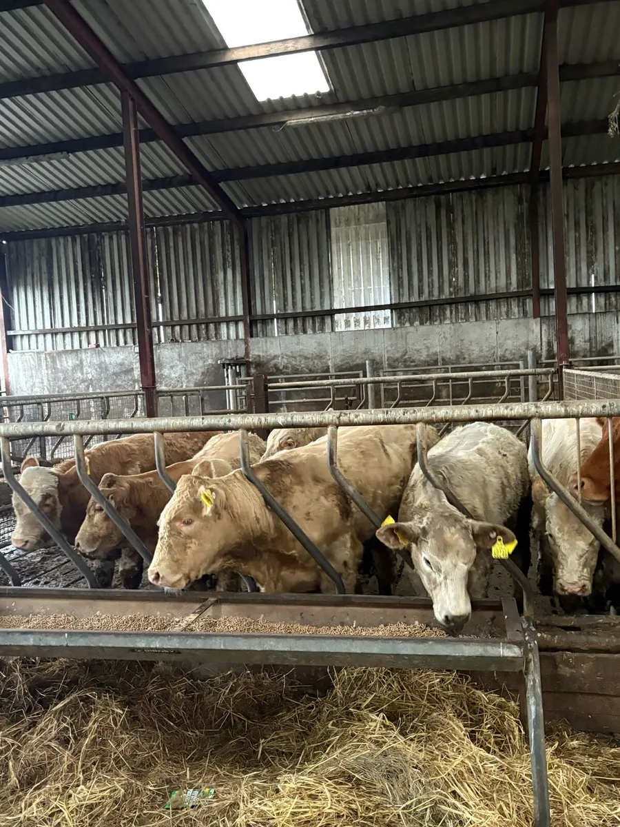 5 strong bull weanlings - Image 4