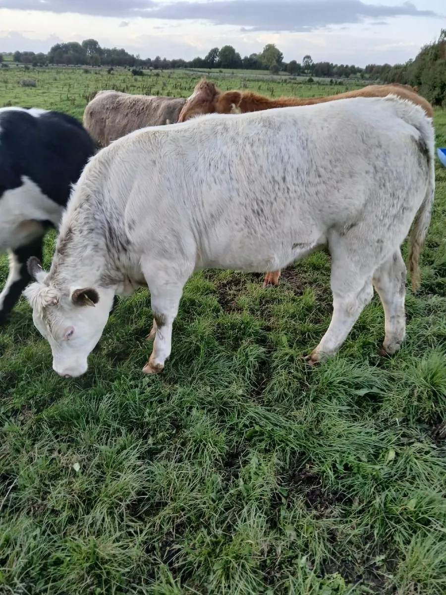 Heifers Ballinasloe mart 17th september - Image 3