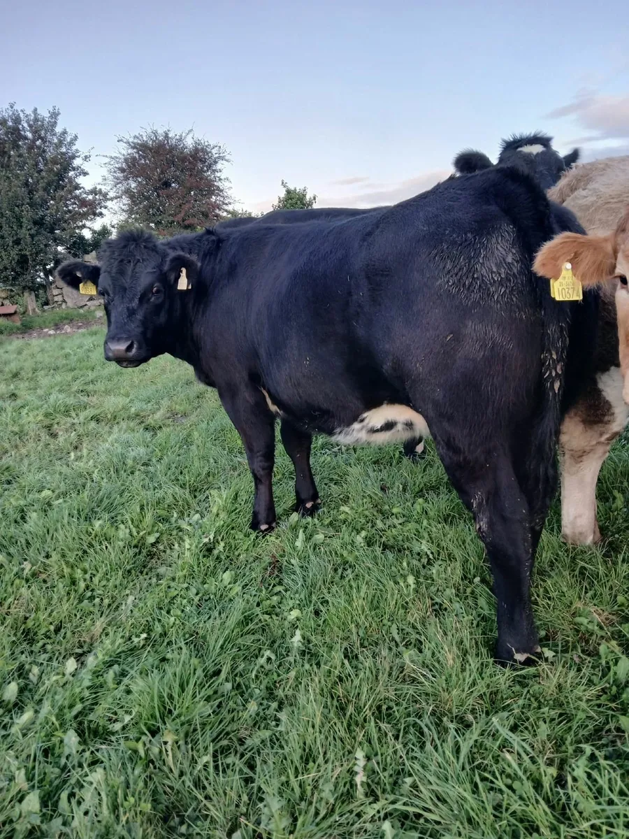 Heifers Ballinasloe mart 17th september - Image 4