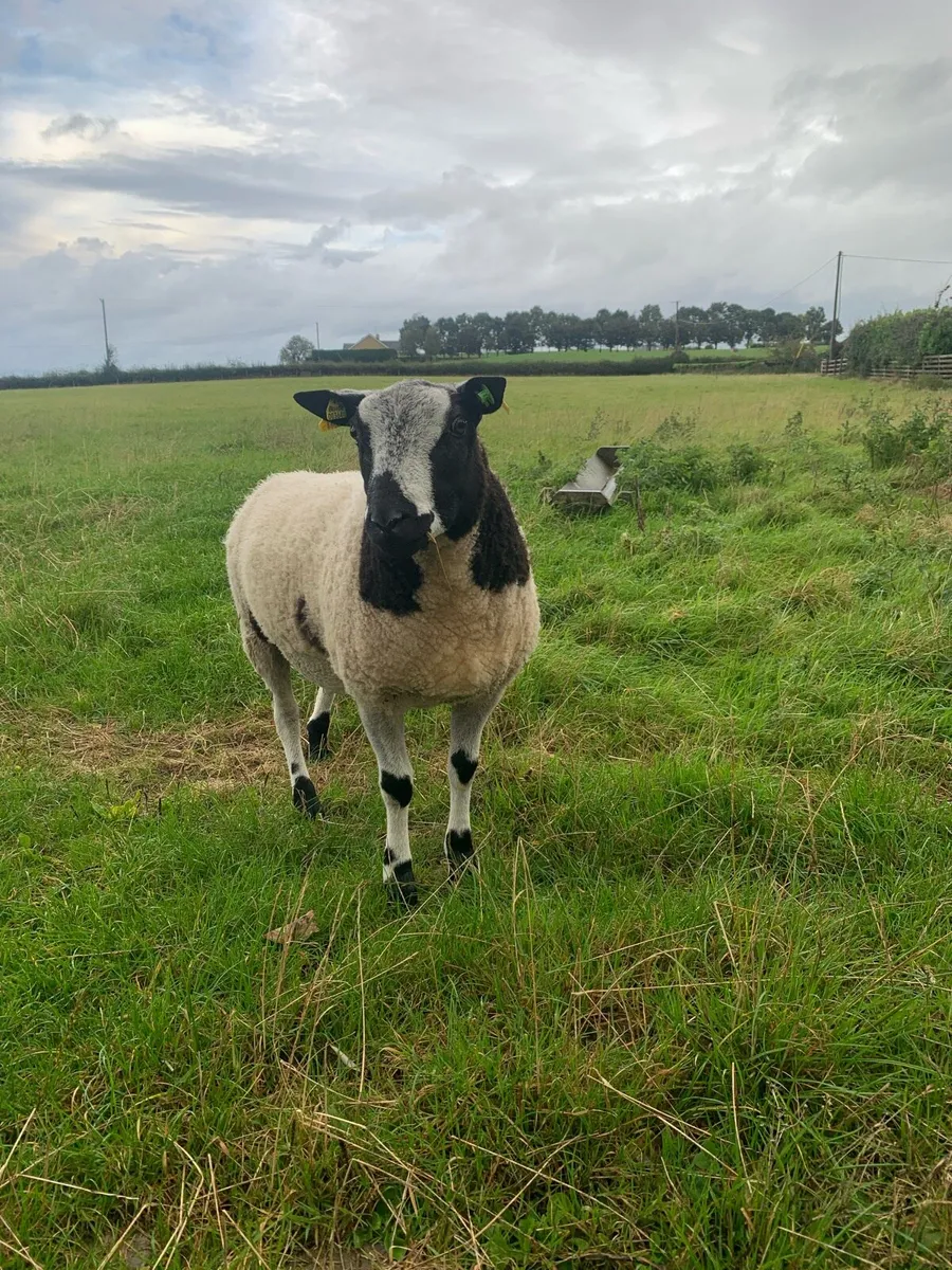 Dutch Spotted Ram - Image 1