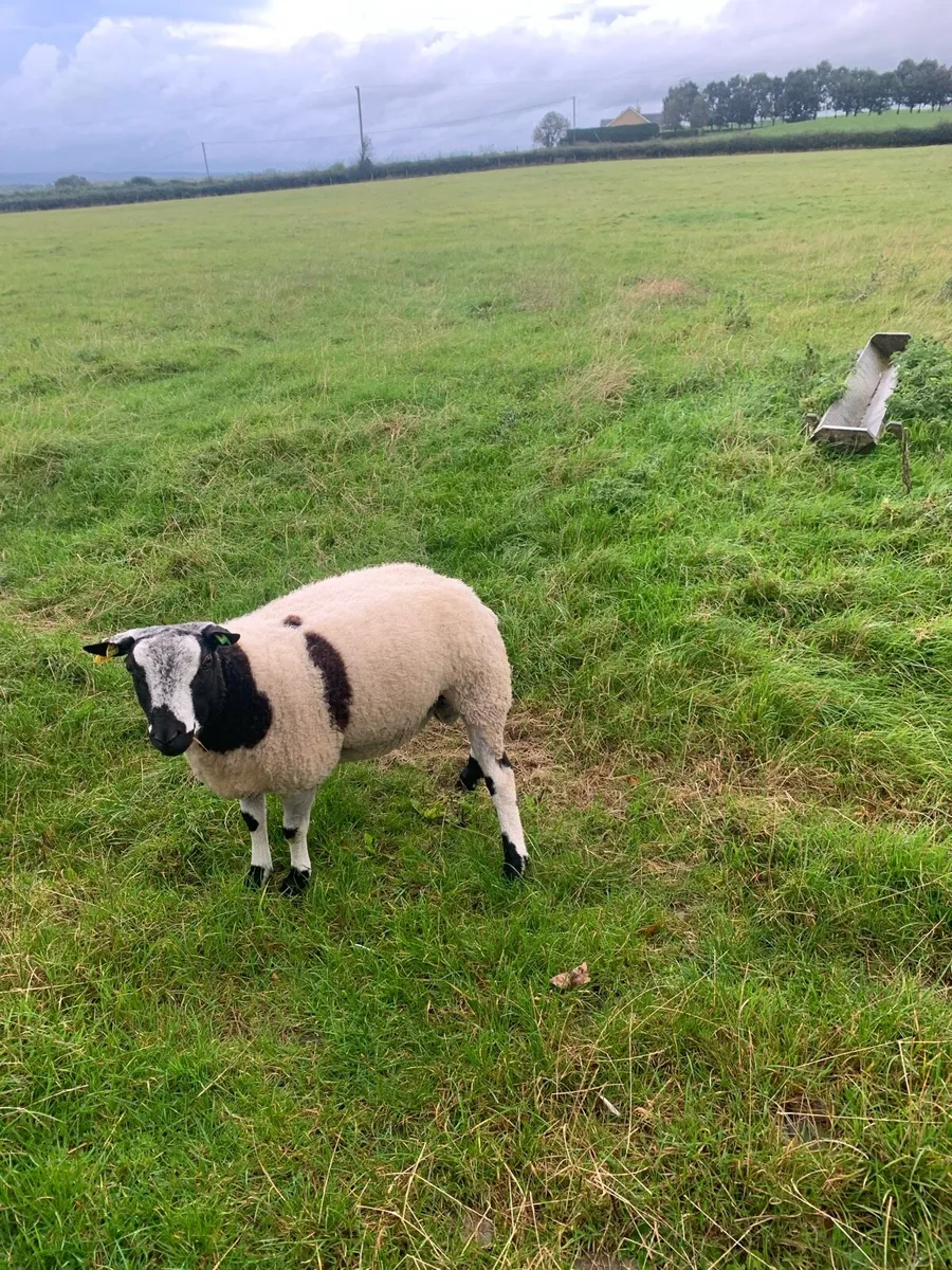 Dutch Spotted Ram - Image 2