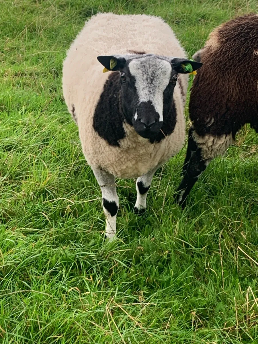Dutch Spotted Ram - Image 3