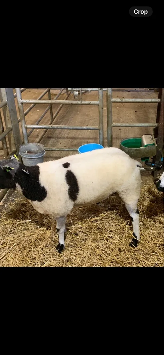Dutch Spotted Ram - Image 4