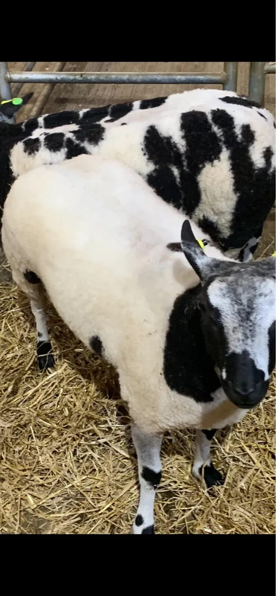 Dutch Spotted Ram - Image 1