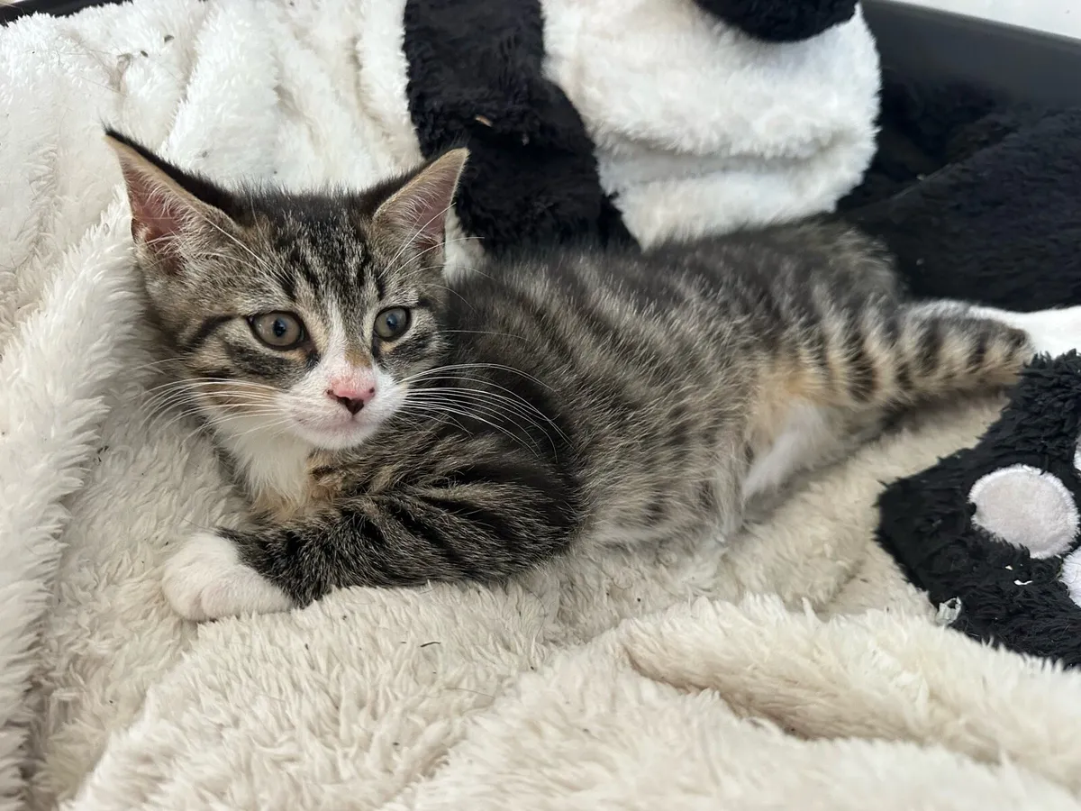 Kitten - Image 1