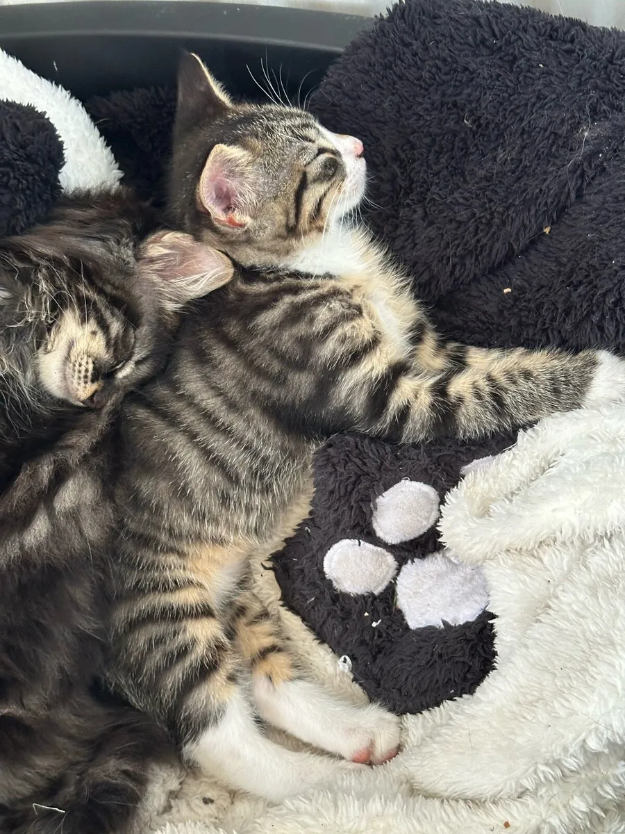 Kitten - Image 2