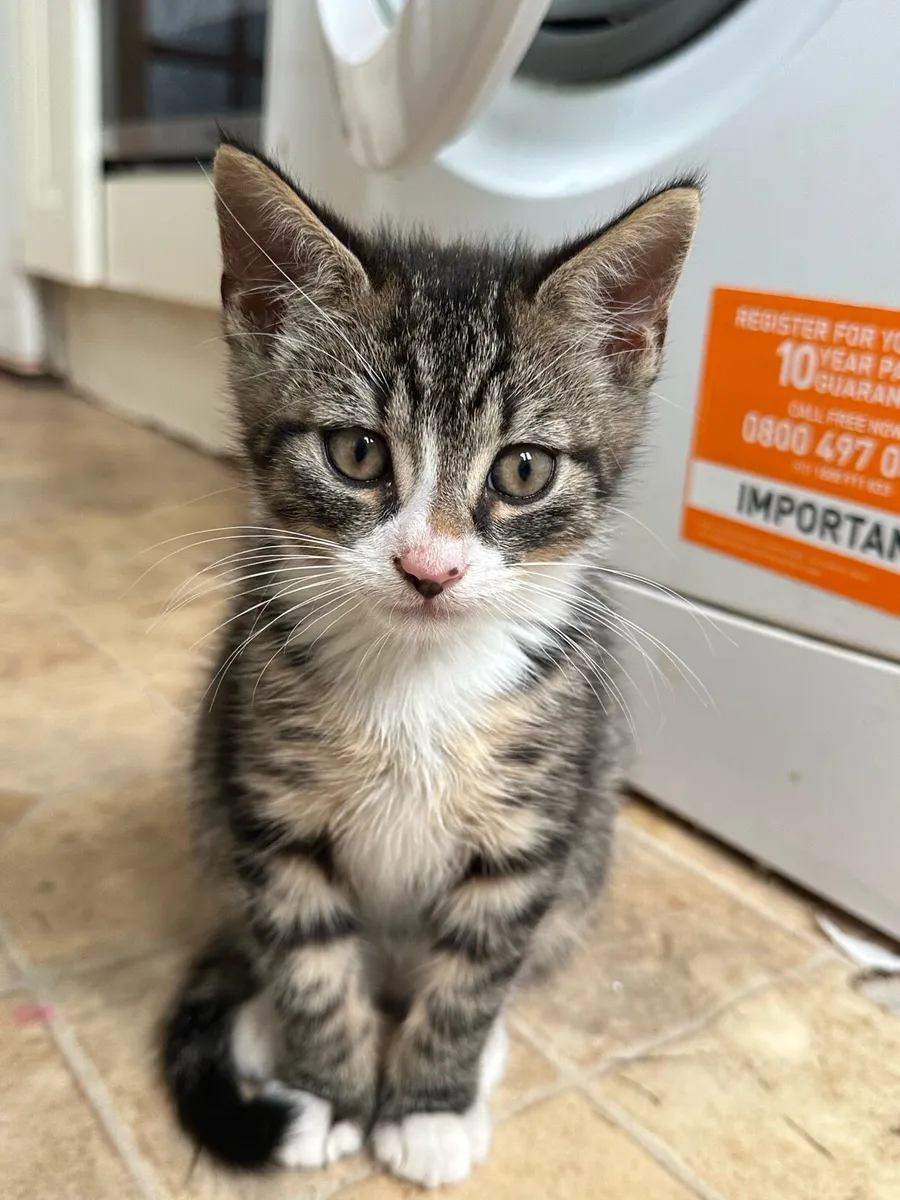 Kitten - Image 3