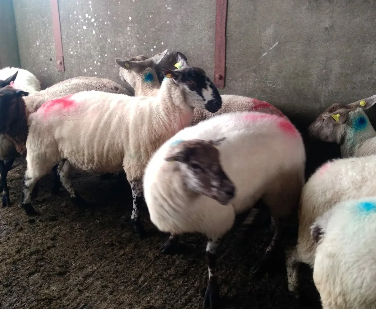 16, 1st and 2nd crop ewes - Image 1