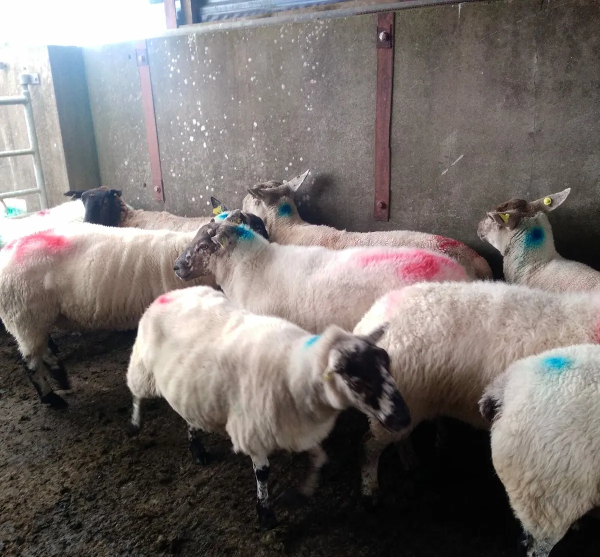 16, 1st and 2nd crop ewes - Image 2