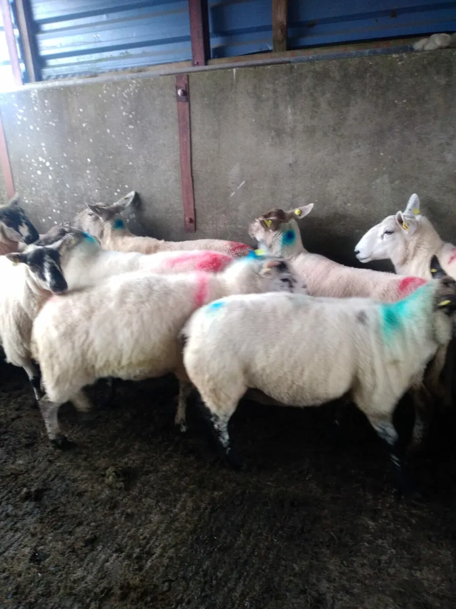 16, 1st and 2nd crop ewes - Image 3
