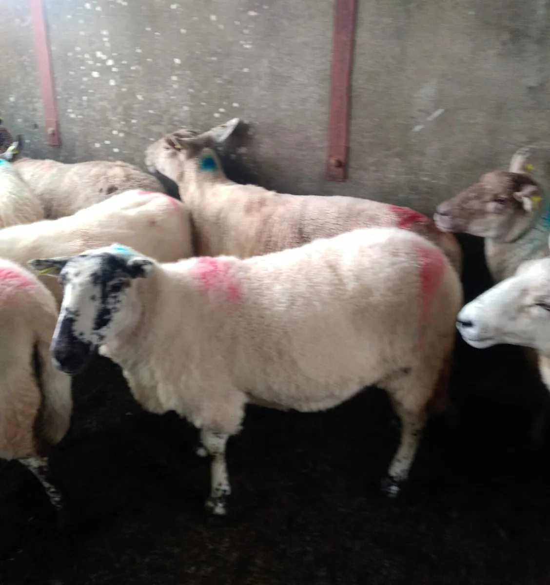16, 1st and 2nd crop ewes - Image 4