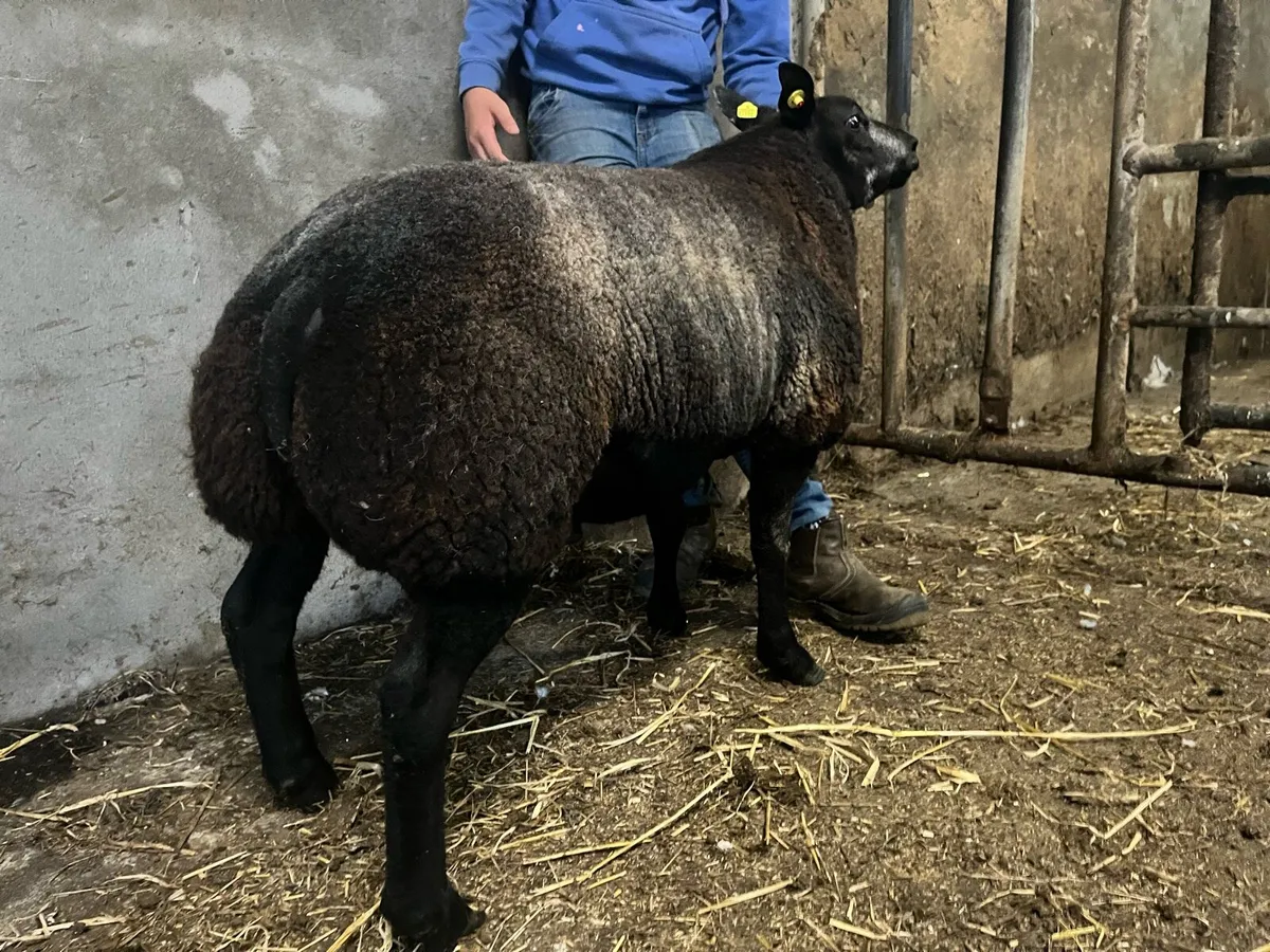 Serious blue texel ram lamb - Image 2
