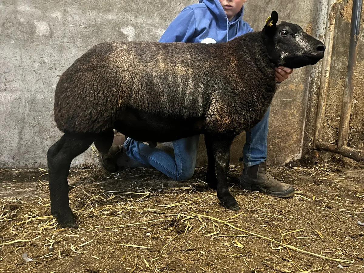 Serious blue texel ram lamb - Image 4