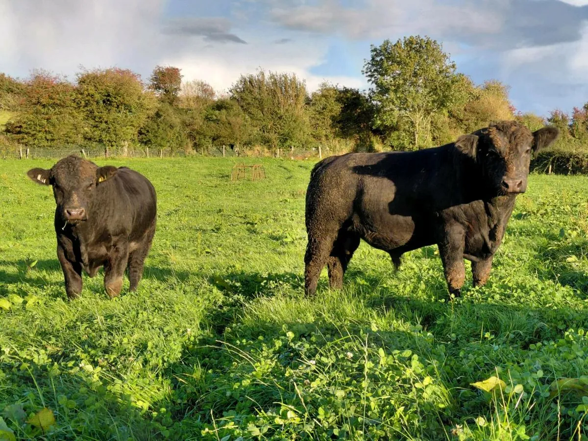 Pedigree Angus Bulls - Image 1