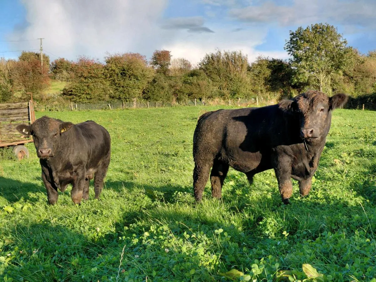 Pedigree Angus Bulls - Image 2
