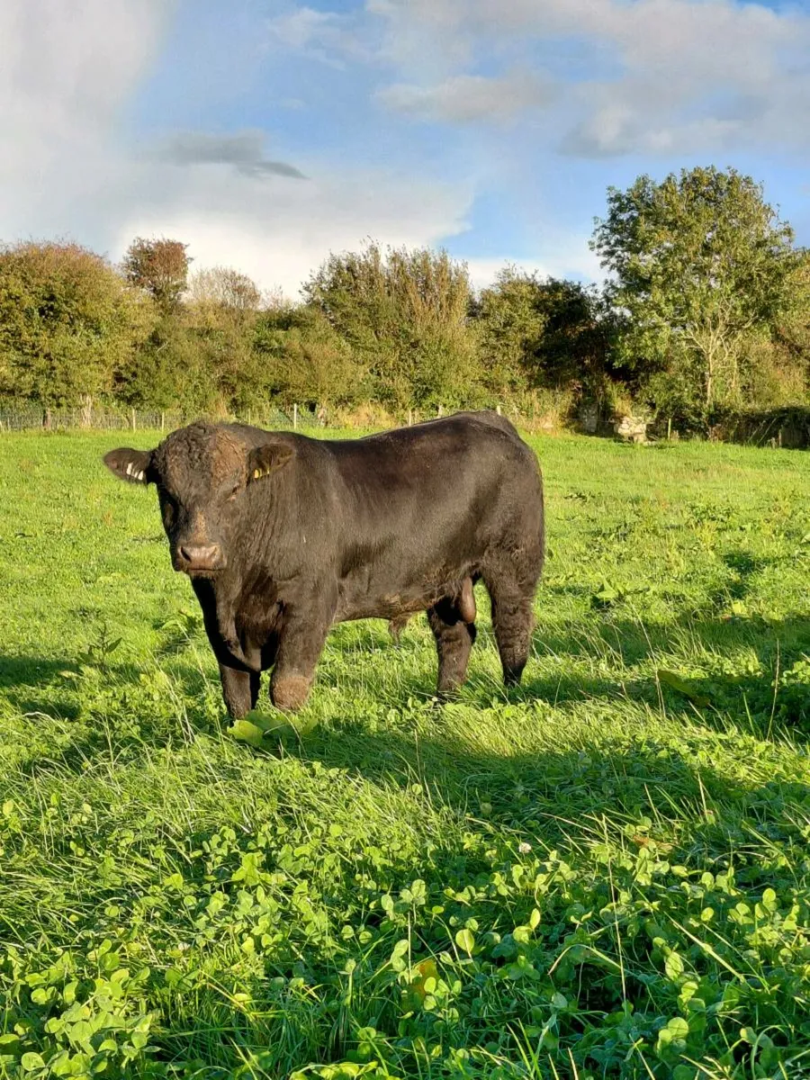 Pedigree Angus Bulls - Image 3