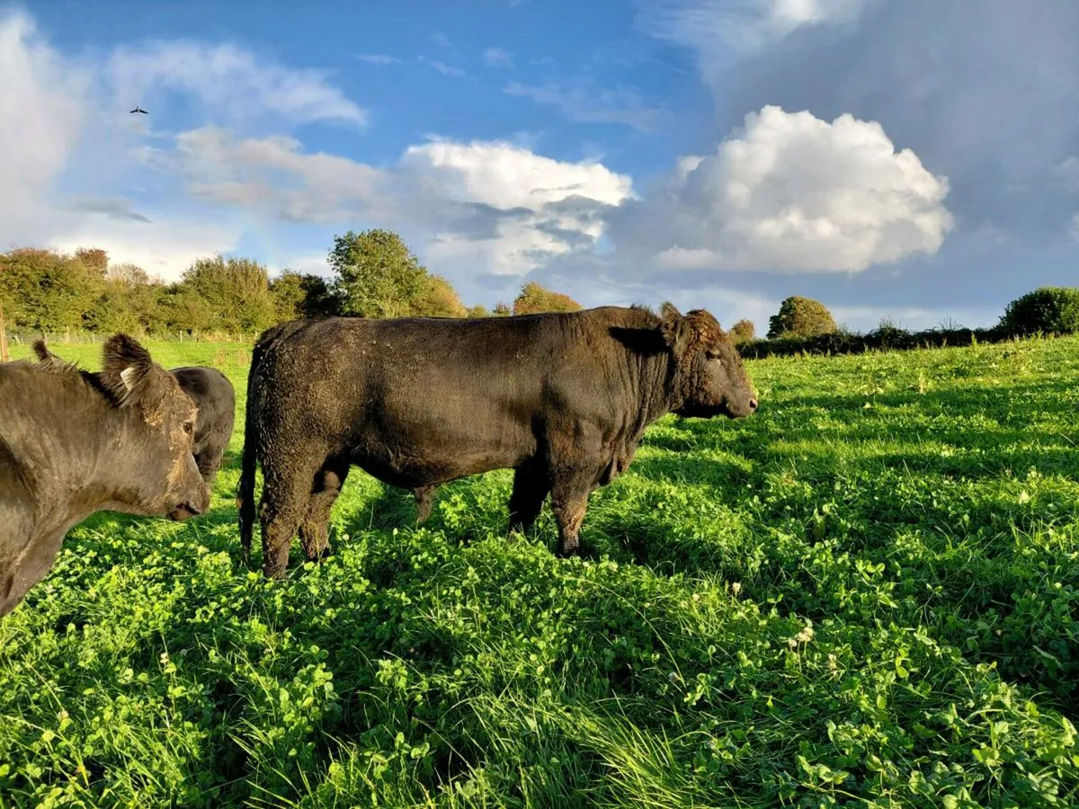 Pedigree Angus Bulls - Image 4