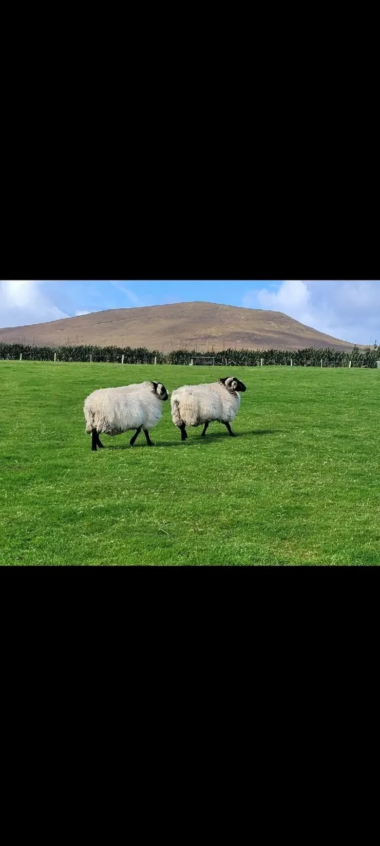 ☆ Mayo Mountain Rams☆ - Image 2