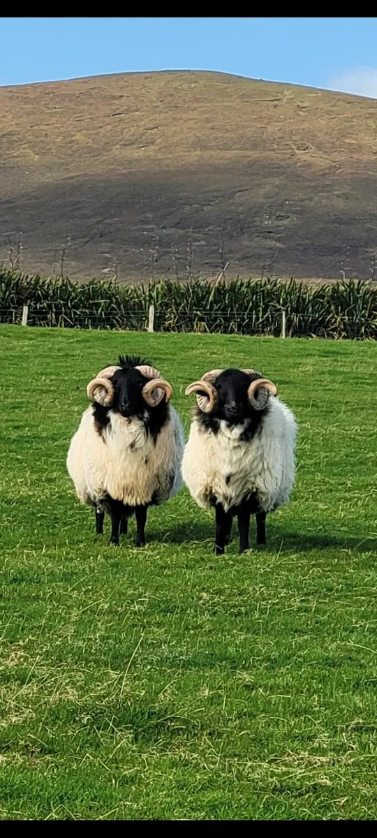 ☆ Mayo Mountain Rams☆ - Image 1