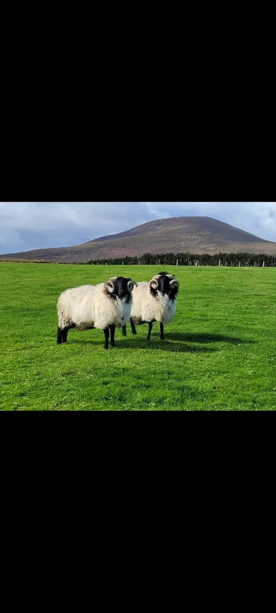 ☆ Mayo Mountain Rams☆ - Image 3