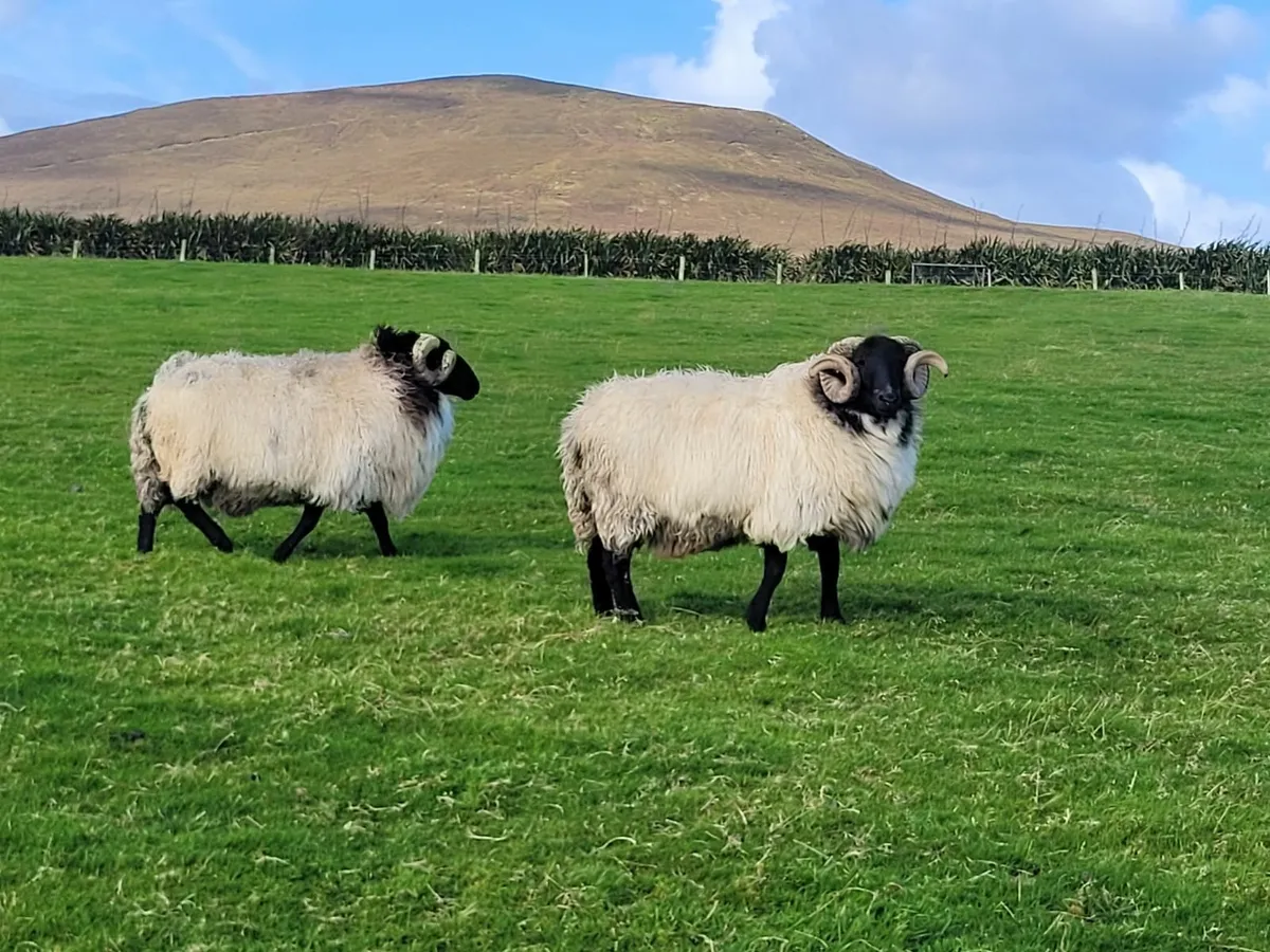 ☆ Mayo Mountain Rams☆ - Image 4