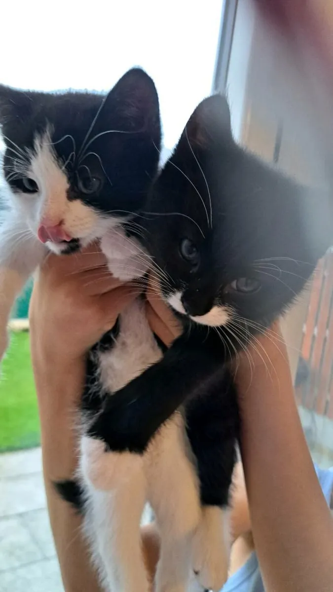 Kittens - Image 1