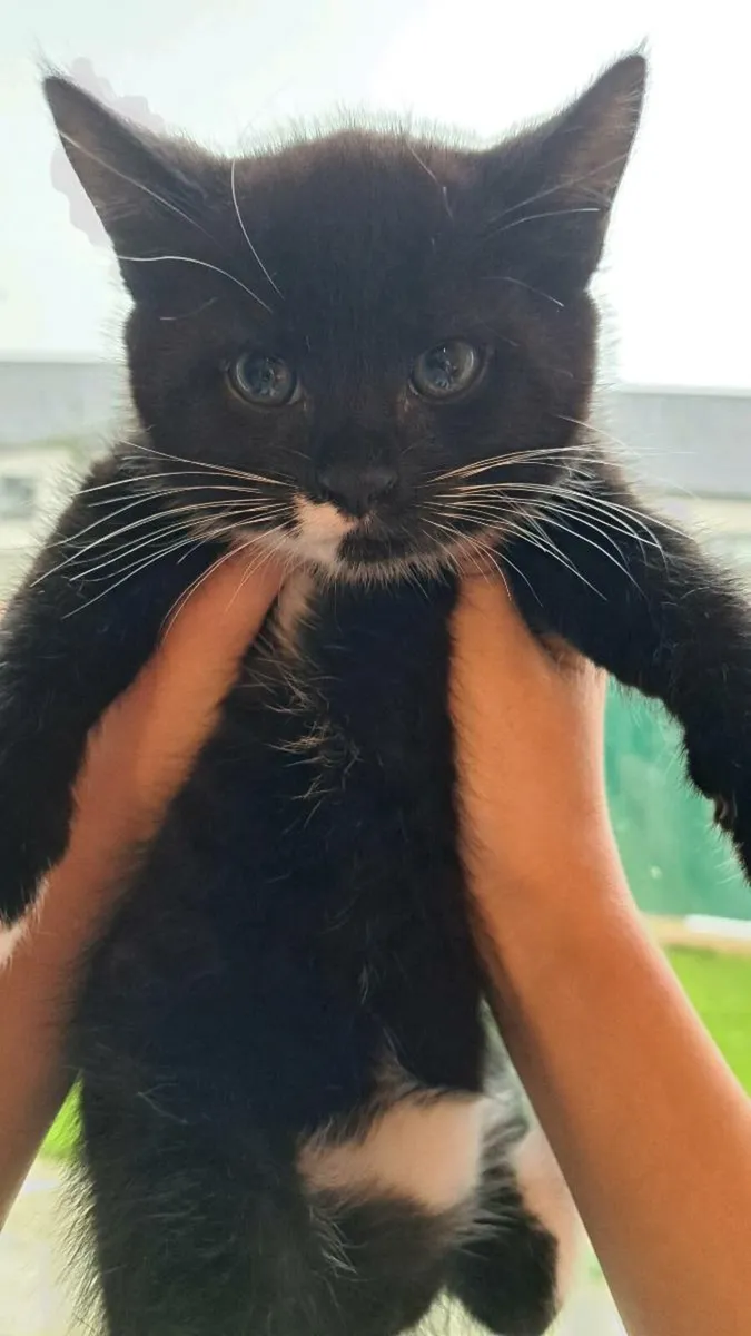 Kittens - Image 2