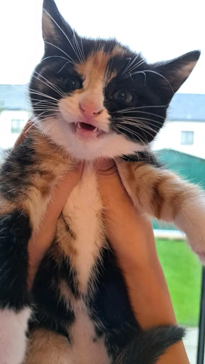 Kittens - Image 3