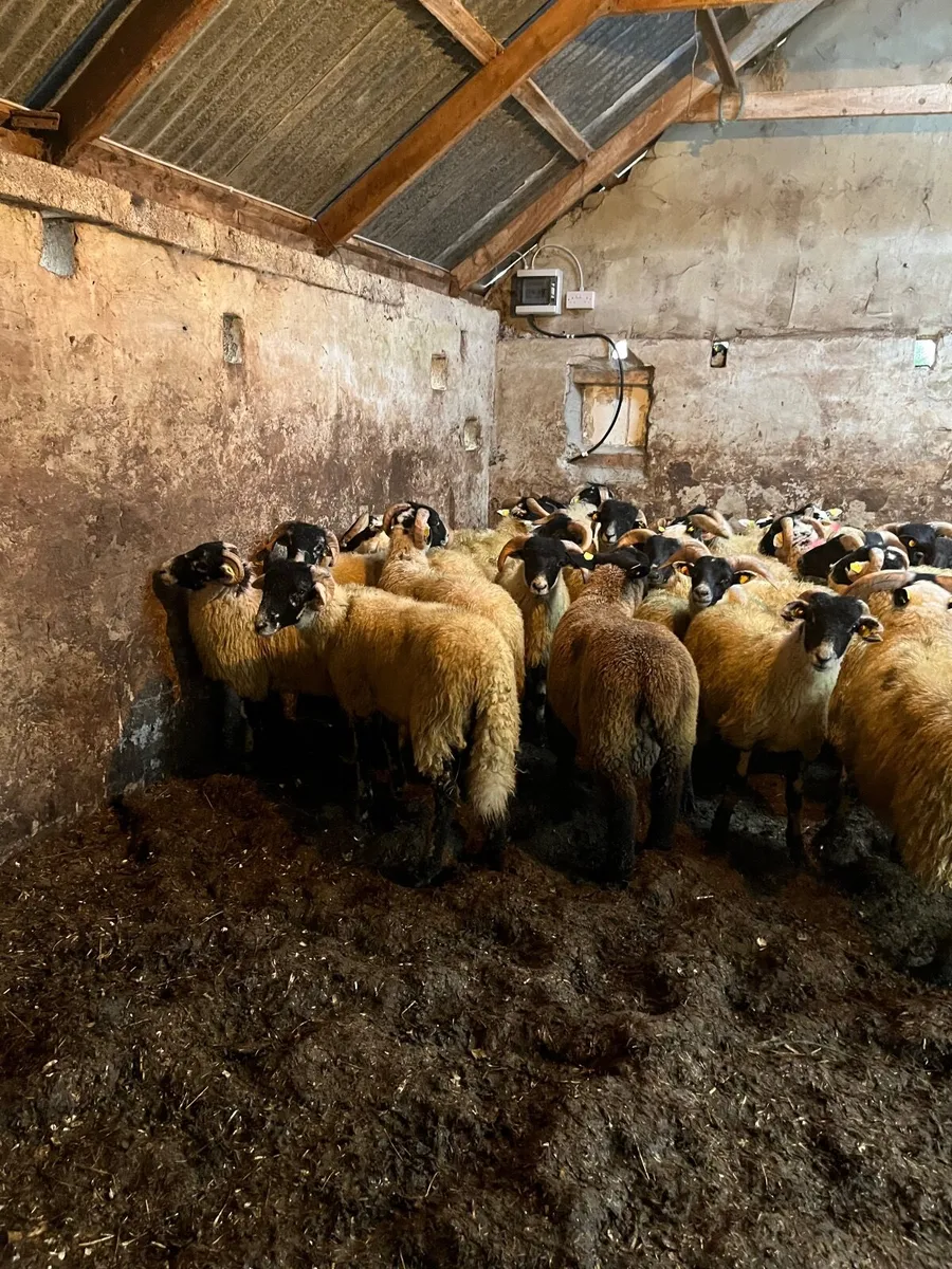 Store lambs - Image 4