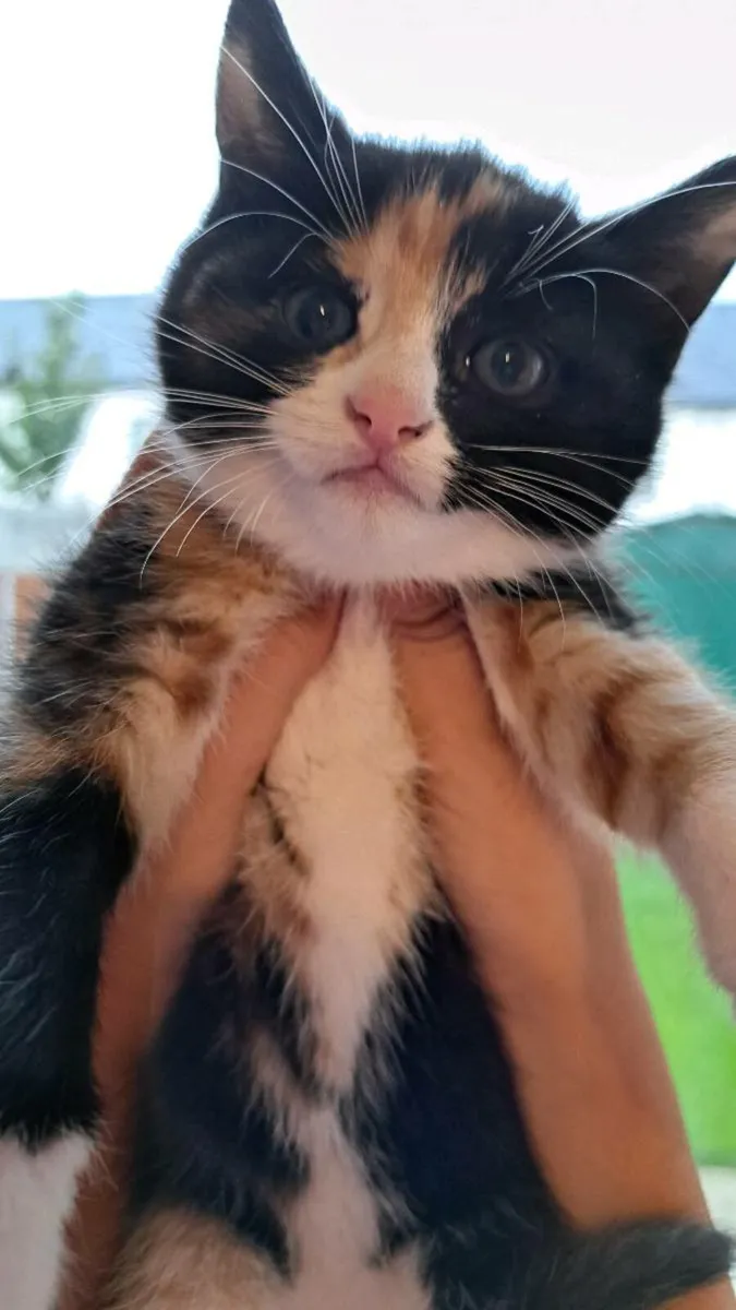 Kittens - Image 4