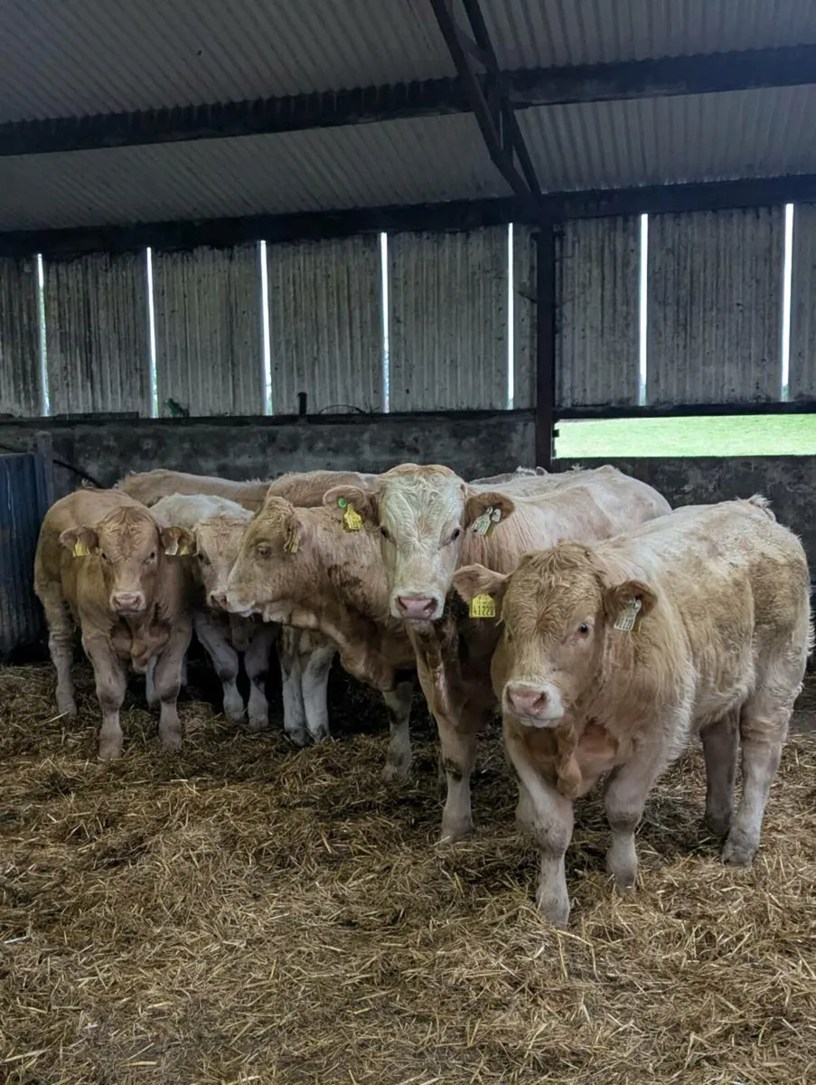 Charolais Bull Weanlings - Ballinasloe Mart.Pen 29 - Image 1