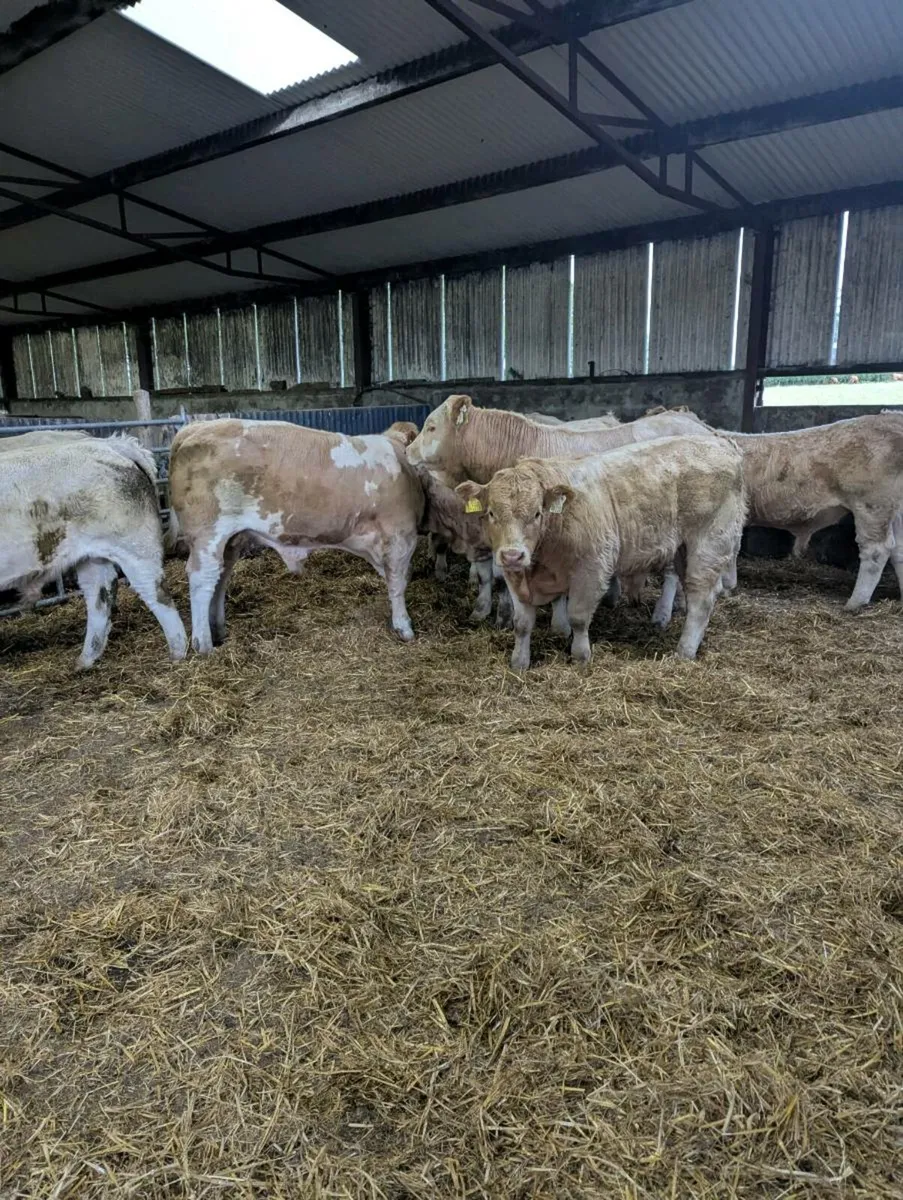 Charolais Bull Weanlings - Ballinasloe Mart.Pen 29 - Image 2