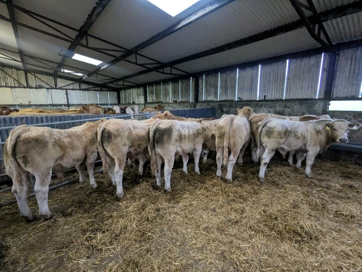 Charolais Bull Weanlings - Ballinasloe Mart.Pen 29 - Image 3