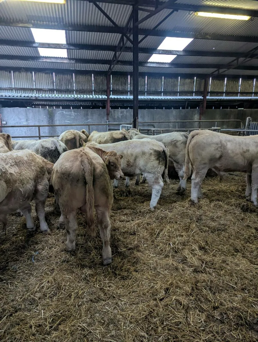 Charolais Bull Weanlings - Ballinasloe Mart.Pen 29 - Image 4