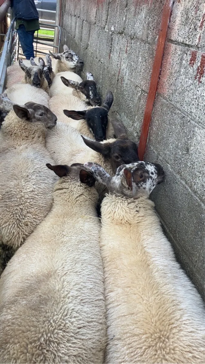 Borris Ewe Breeders Show and Sale 2025 - Image 1