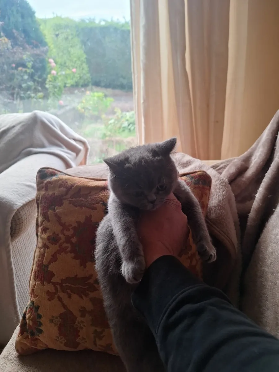 Kittens - Image 4