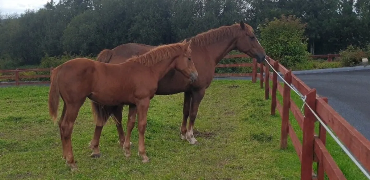 Irish Draught Filly - Image 1