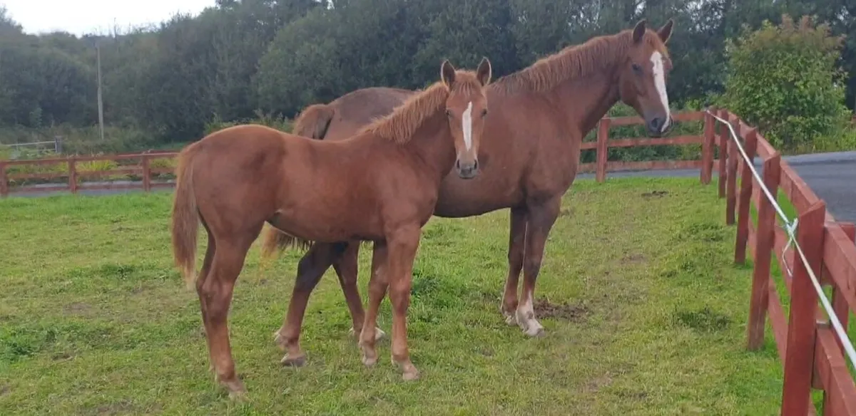Irish Draught Filly - Image 2