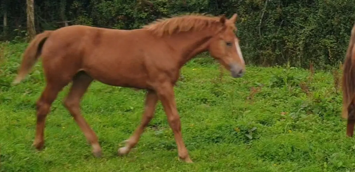 Irish Draught Filly - Image 3