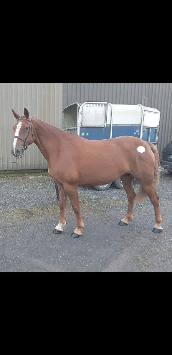 Irish Draught Filly - Image 4