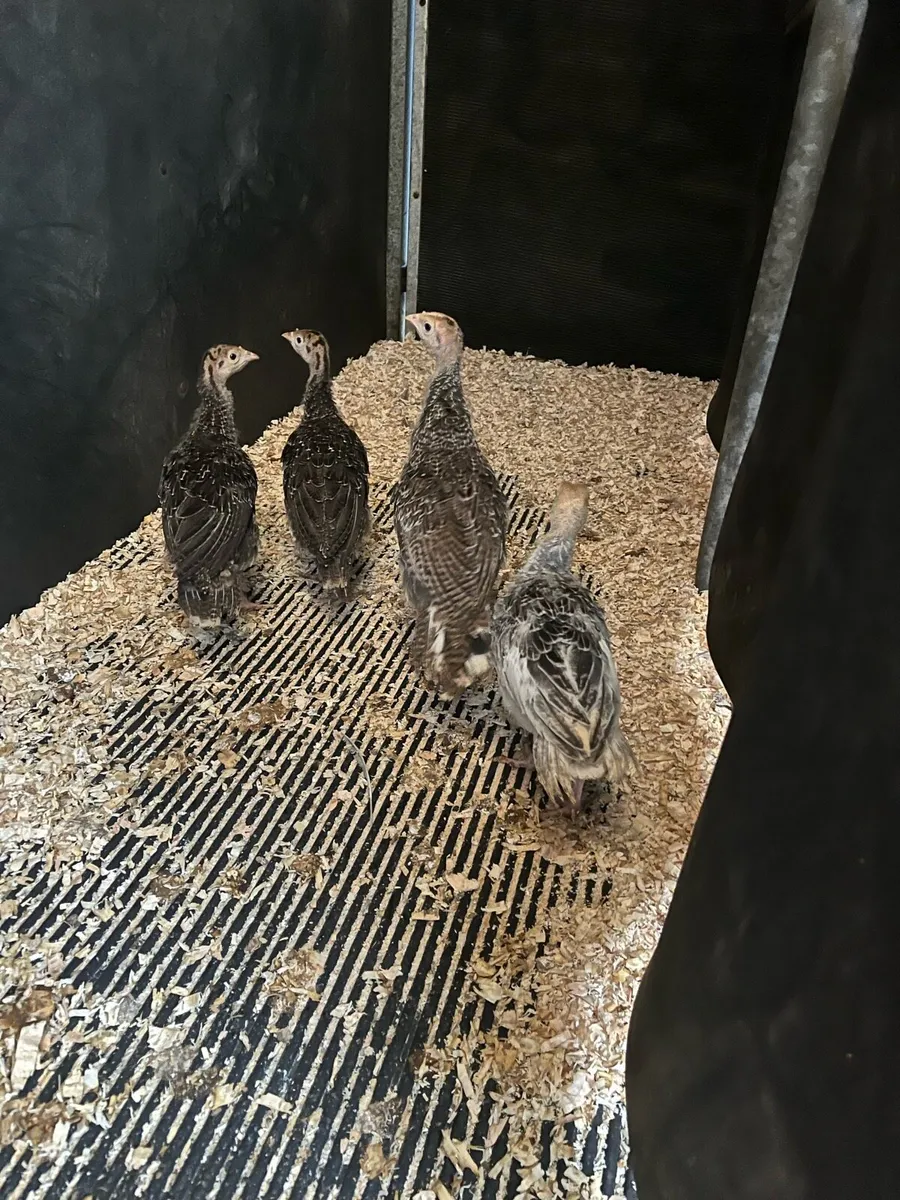 Turkeys - Image 1