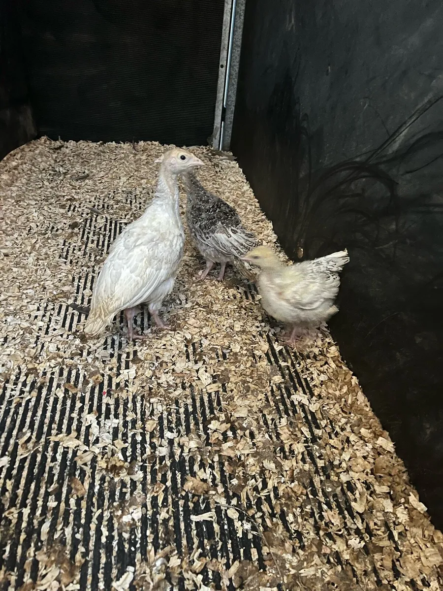 Turkeys - Image 2