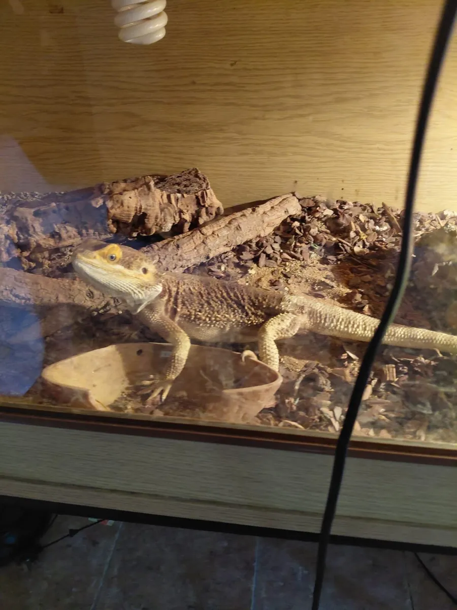 Bearded Dragon - Image 1