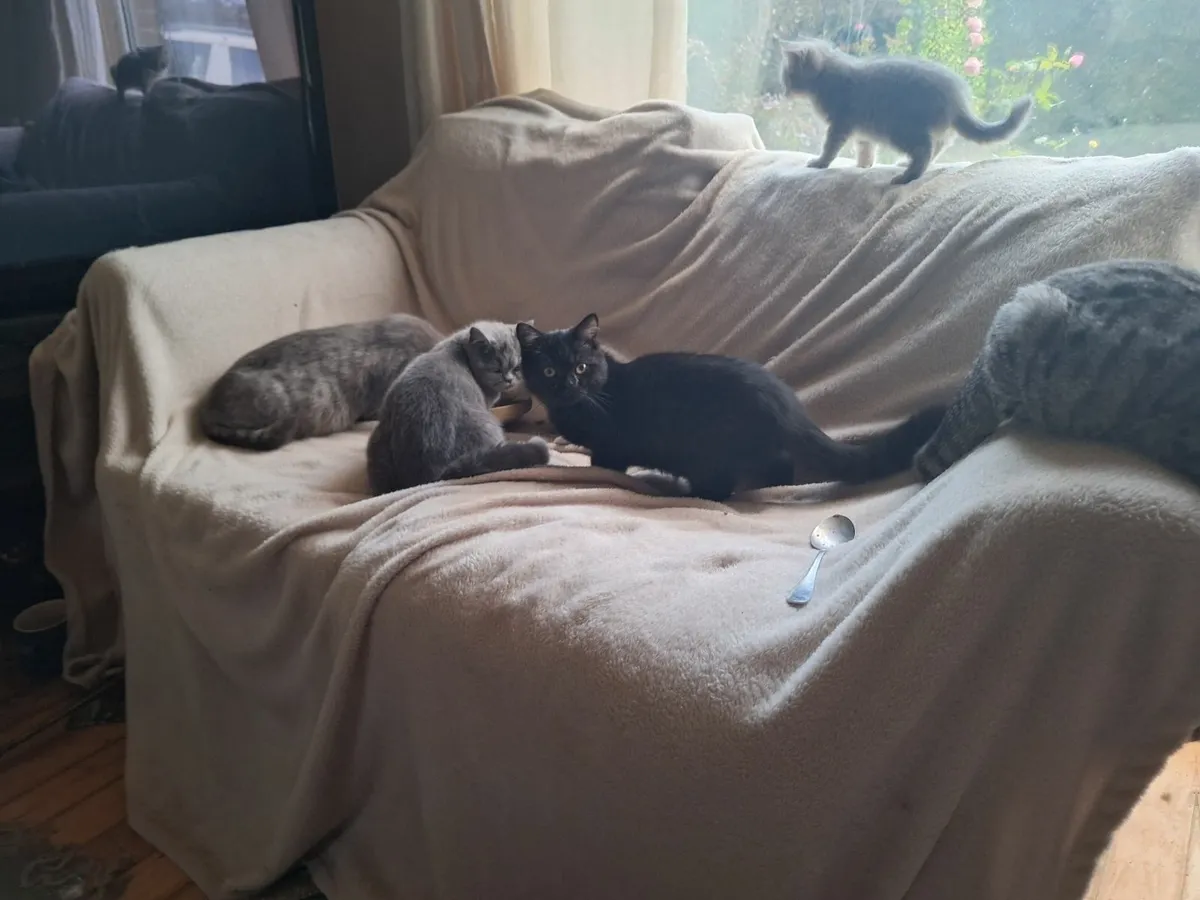 Kittens - Image 2