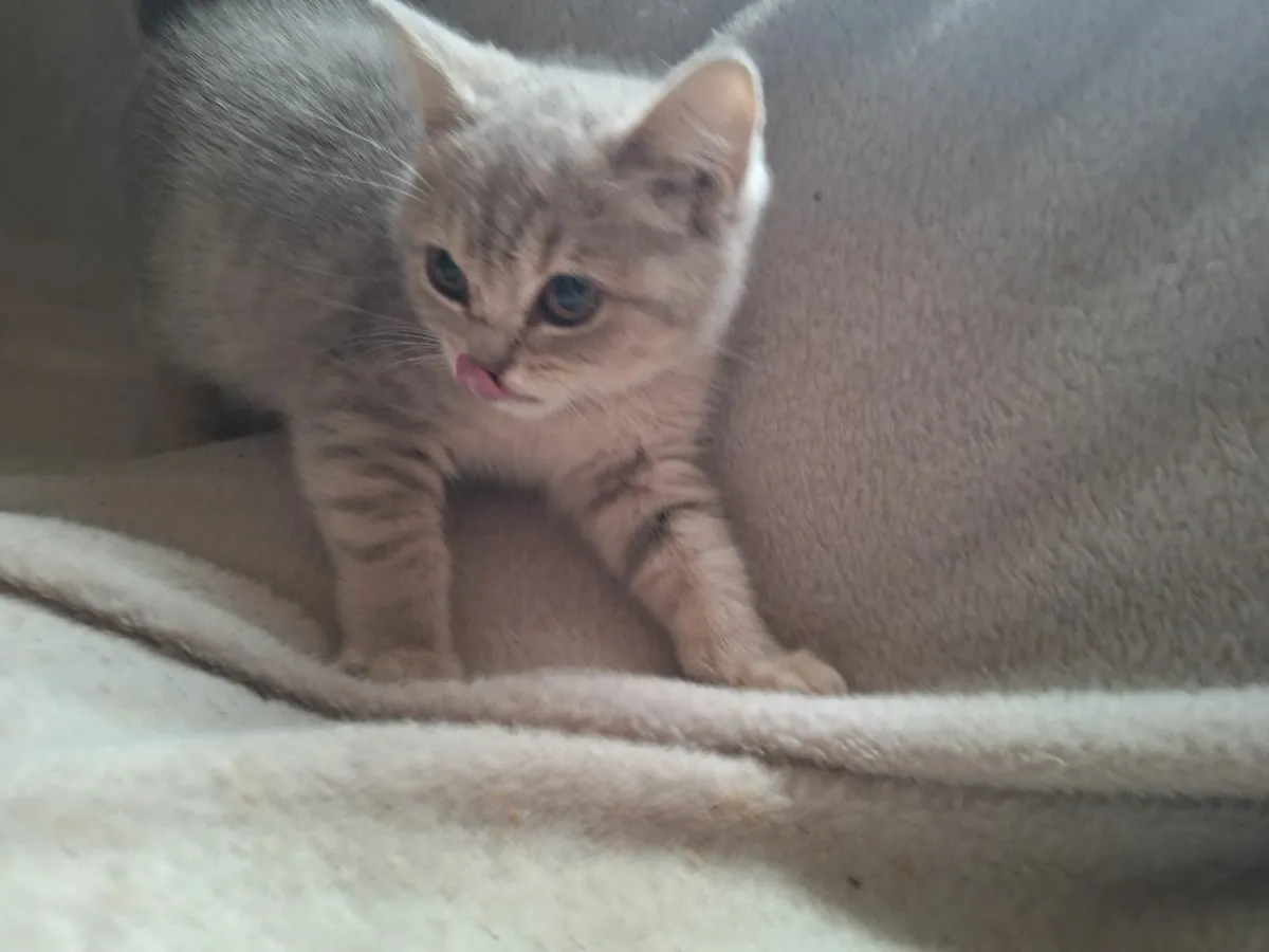 Kittens - Image 3